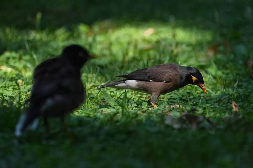 İstanbul parklarında yeni tehlike: İstilacı çiğdeci kuşu, savunmasız kuşların yuvalarını basarak yumurtalarını yiyor 10